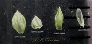  Parts of the spikelet